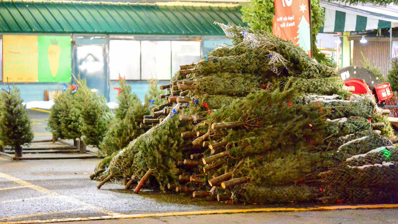 Christmas Tree Removal Service In Boring