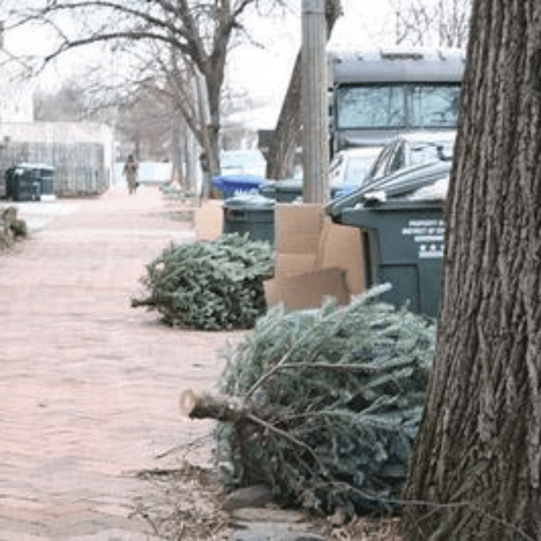 Christmas tree removal service in boring