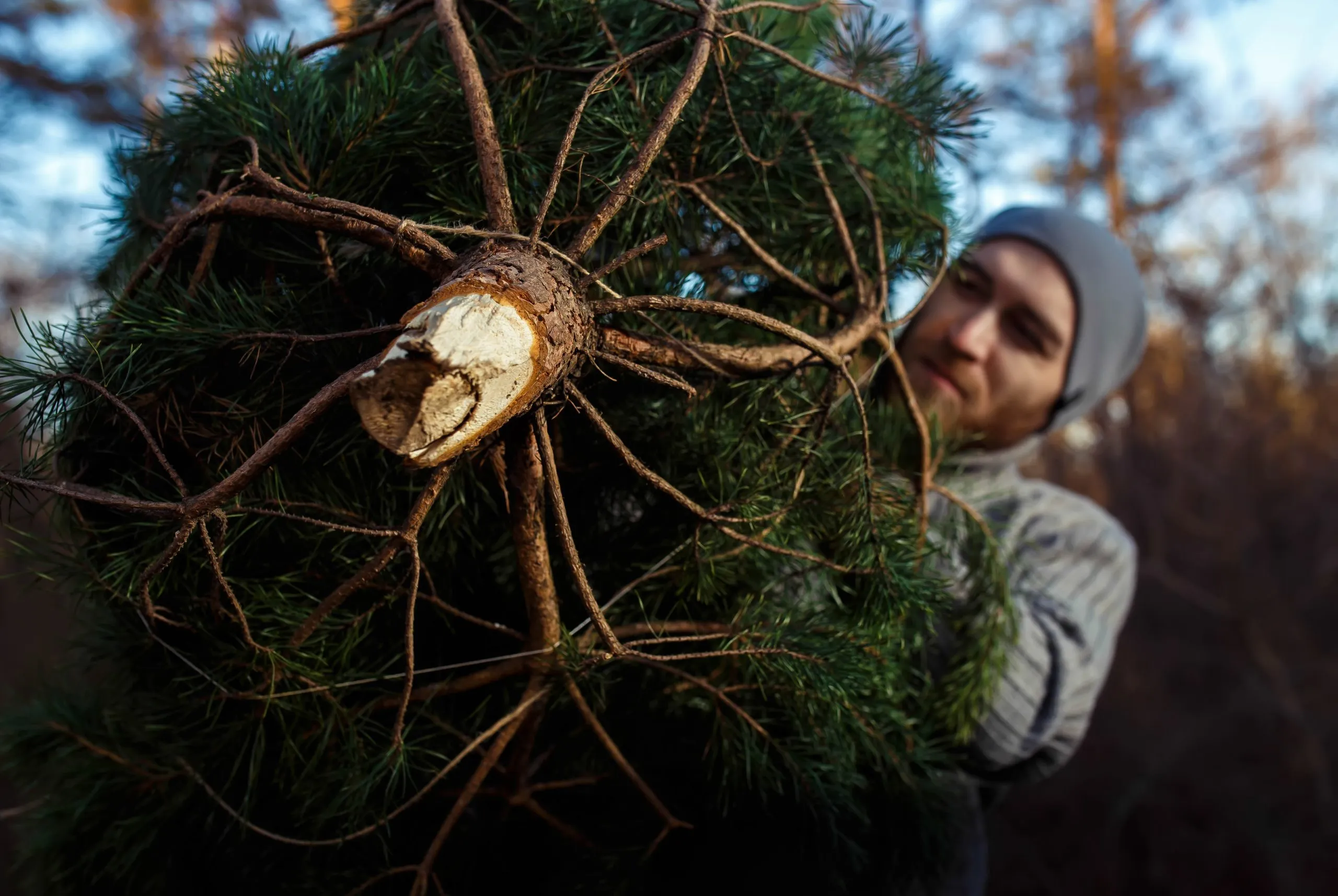 Christmas tree removal service in boring